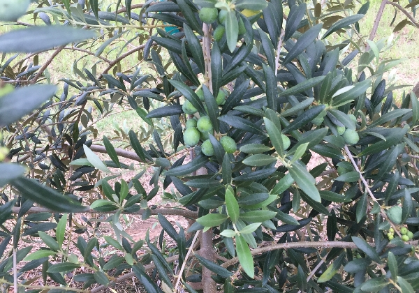 Olive Site